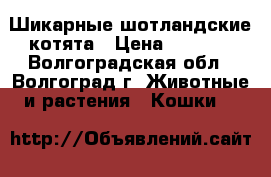 Шикарные шотландские котята › Цена ­ 4 000 - Волгоградская обл., Волгоград г. Животные и растения » Кошки   